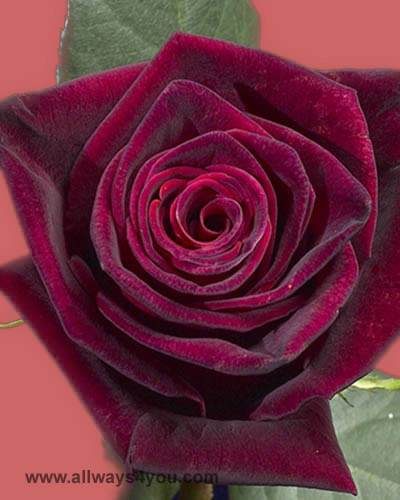 Roses Black Baccara Flowers